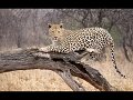 39 - Leopard on tree - TOFT DAVID - england